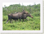 Moose - Western Brook Pond 6 * 2592 x 1944 * (1.64MB)